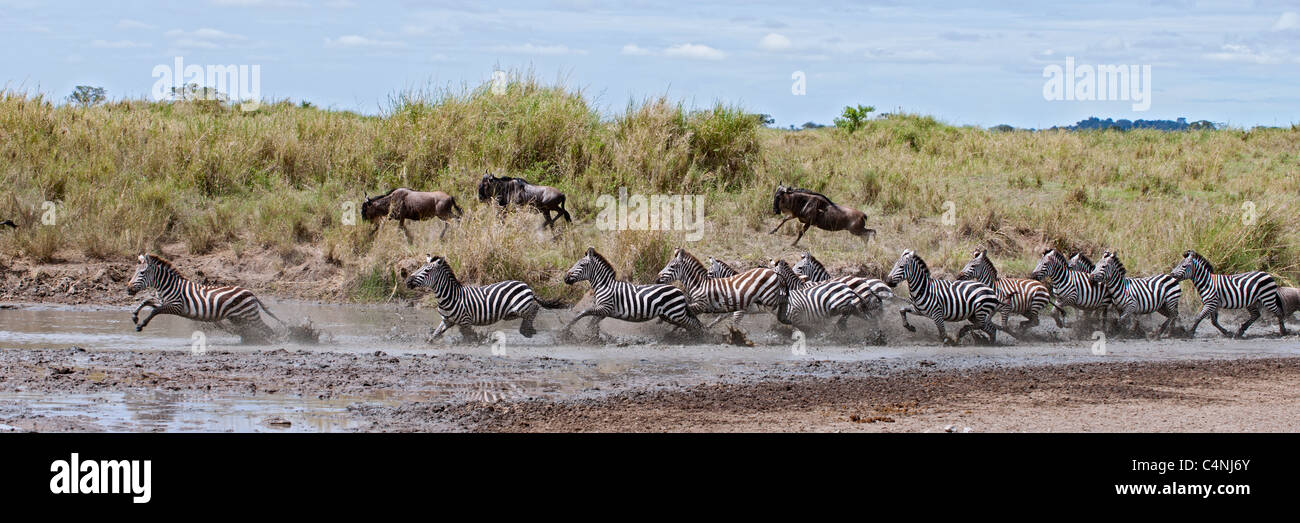 Zebrastreifen ein Fluss im Serengeti Nationalpark, Tansania, Afrika Stockfoto