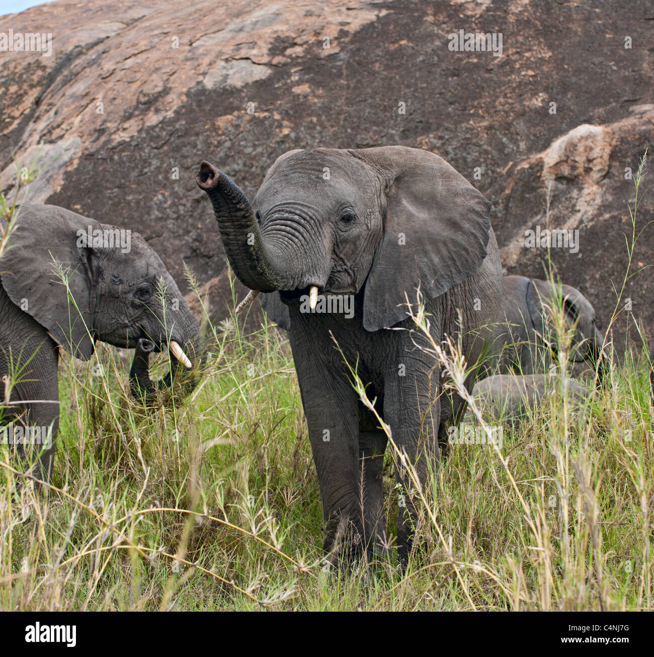 Elefanten im Serengeti Nationalpark, Tansania, Afrika Stockfoto