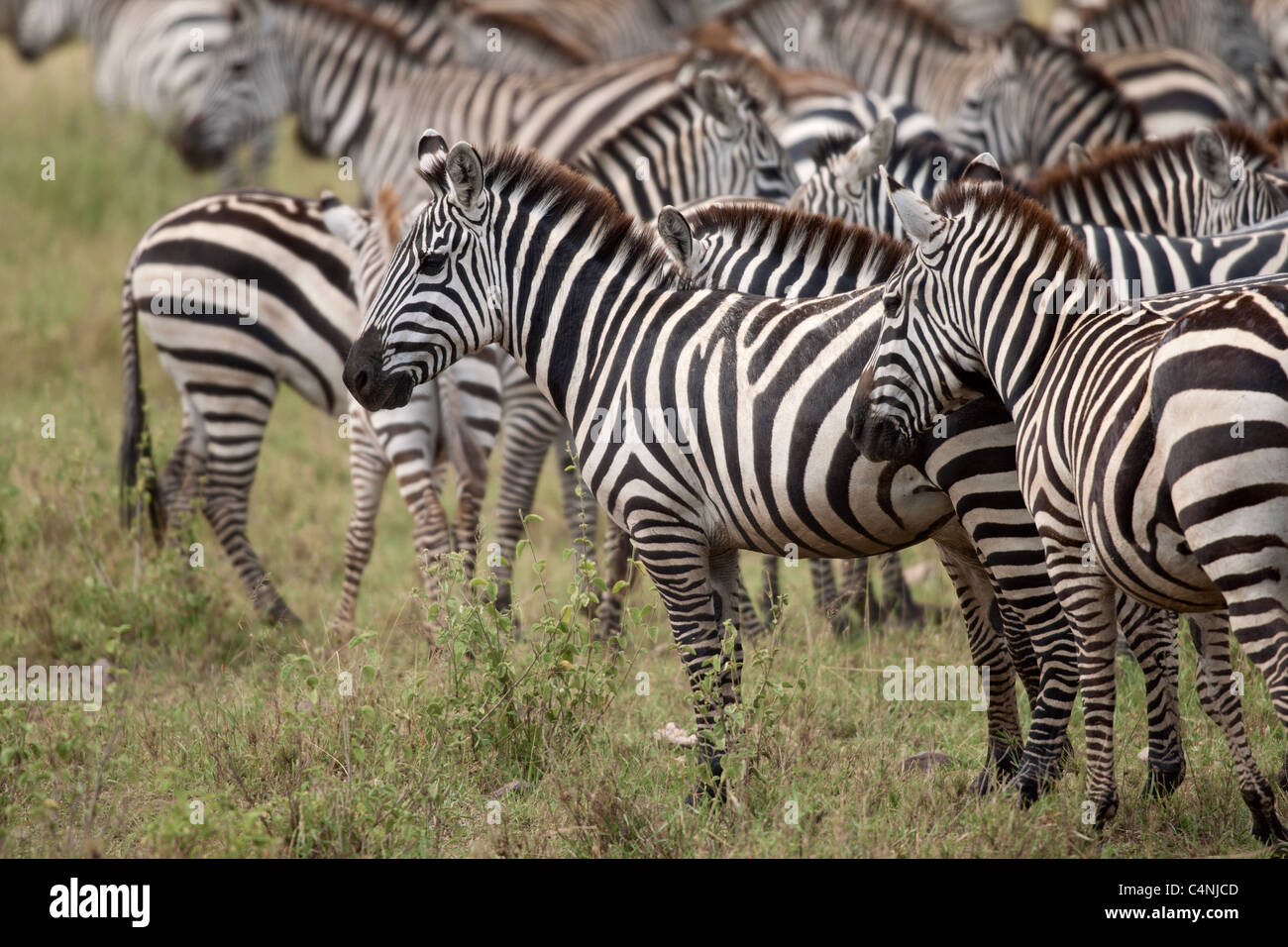 Zebra in Serengeti Nationalpark, Tansania, Afrika Stockfoto