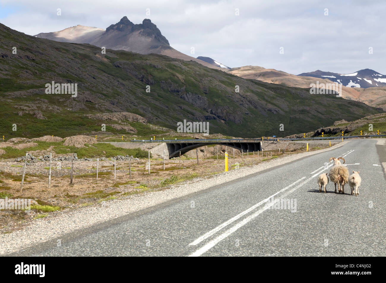 Schafe und Lämmer zu Fuß auf der Autobahn, in der Nähe von Hofn, Island Stockfoto