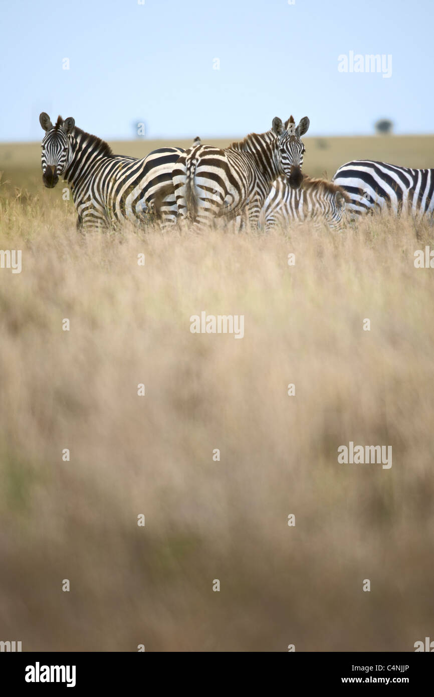 Zebra in Serengeti Nationalpark, Tansania, Afrika Stockfoto