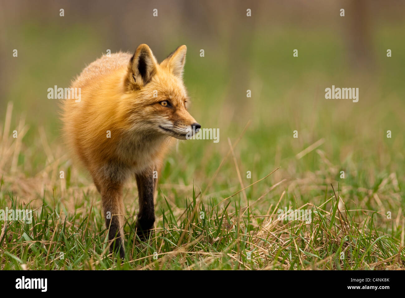 Rotfuchs im Rasen, Colorado Stockfoto