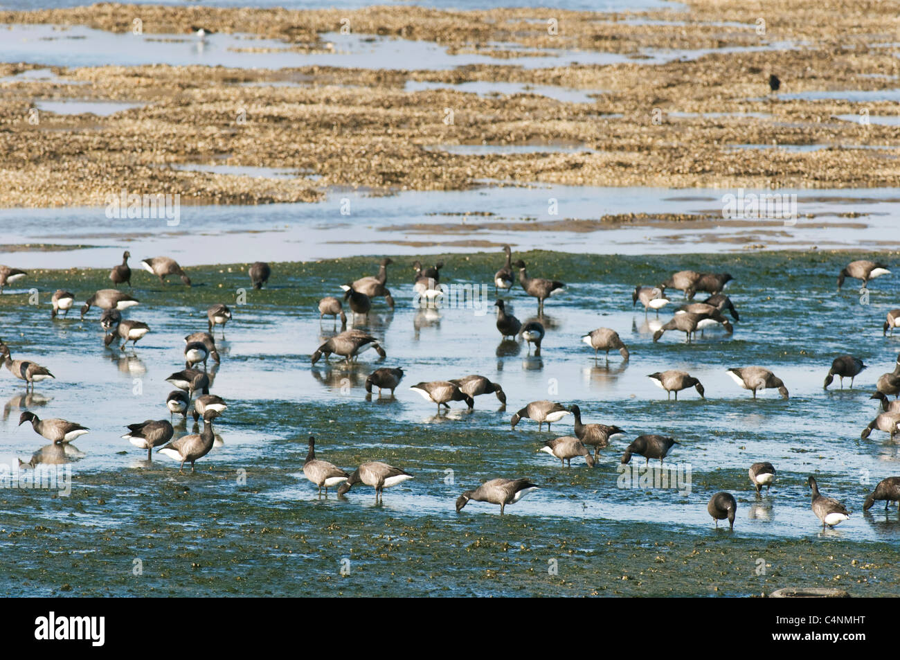 Ringelgänse (Branta Bernicla), dunkel-bellied, Fütterung auf Wattenmeer, Kent, England, Winter Stockfoto