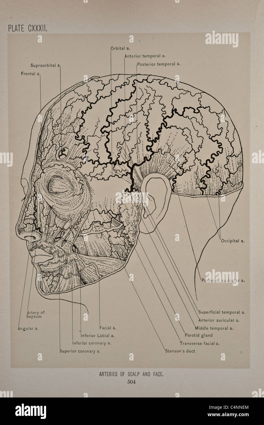Antike medizinische Illustration von Kopf, Gesicht, Gehirn, Hals & Dura. Stockfoto