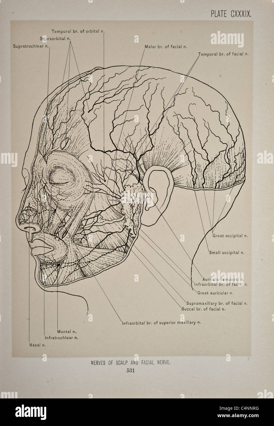Antike medizinische Illustration von Kopf, Gesicht, Gehirn, Hals & Dura. Stockfoto