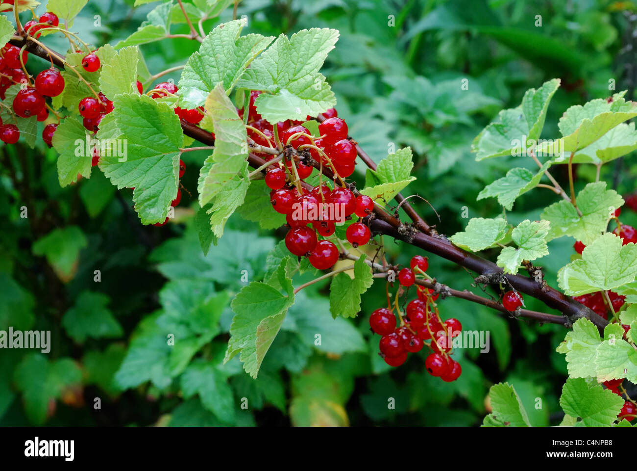 Fruchtkörper rote Johannisbeere Bush in Schottland, Großbritannien. Ribes rubrum Stockfoto