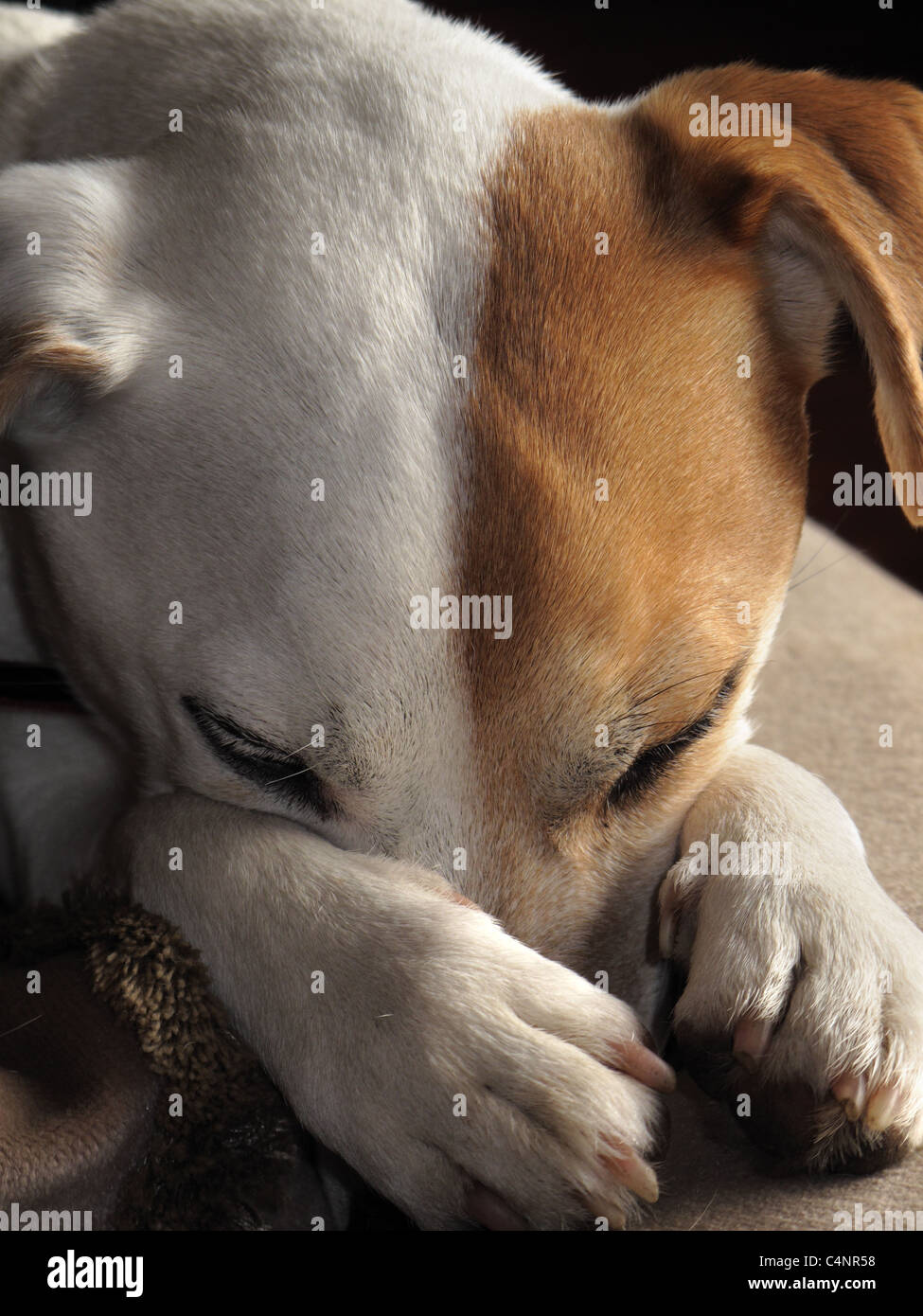 Parsons Russell Hund schlafend mit Nase unter Pfoten Stockfoto