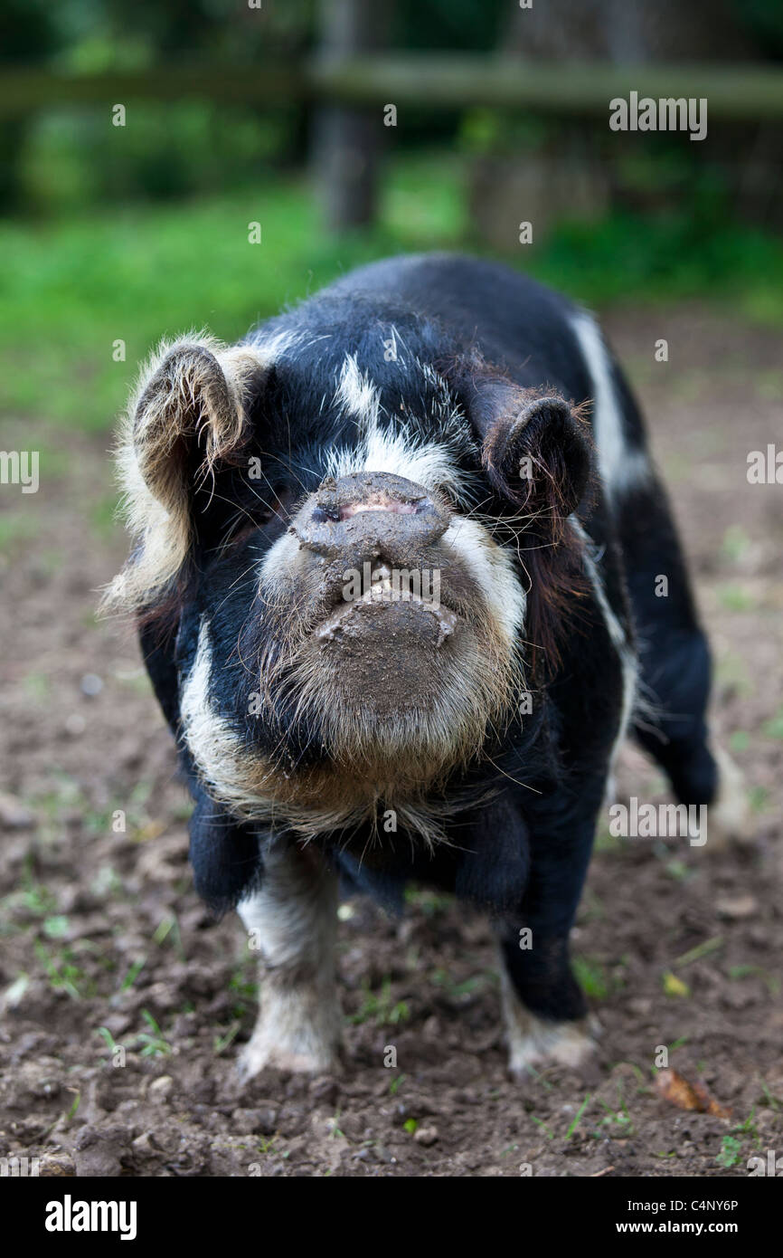 Fettes Schwein bauchige säen, Coony Coony Rasse aus Neuseeland, bei Ferme de Eglise, Normandie, Frankreich Stockfoto