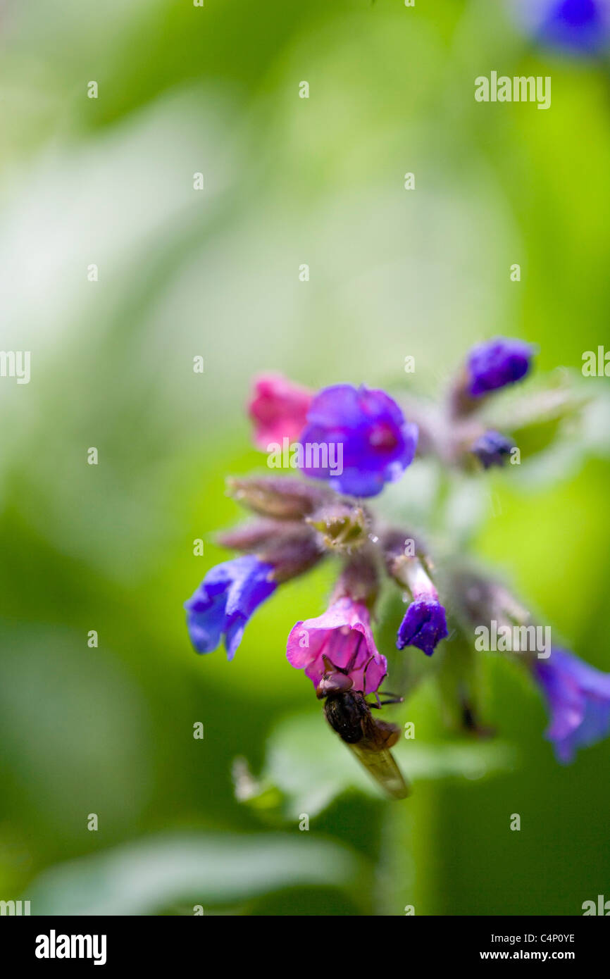 Narrow-leaved Lungenkraut - Pulmonaria longifolia Stockfoto