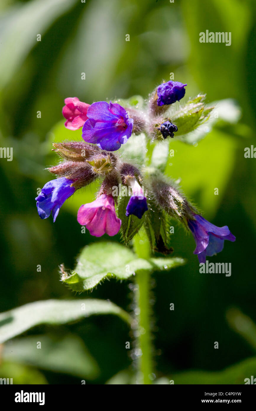 Narrow-leaved Lungenkraut - Pulmonaria longifolia Stockfoto