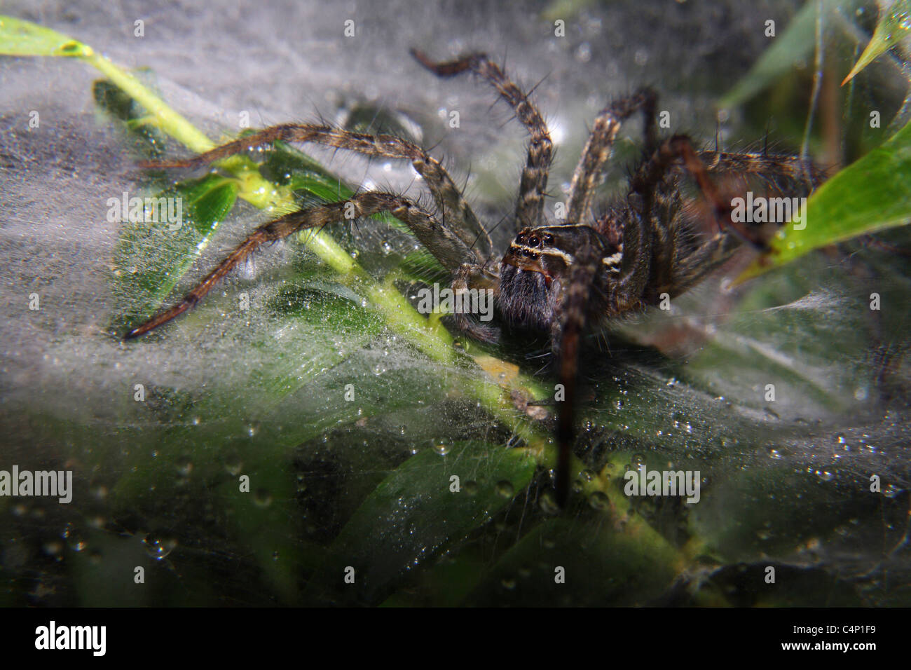 Tunnel-Web-Spider (Hippasa) Stockfoto