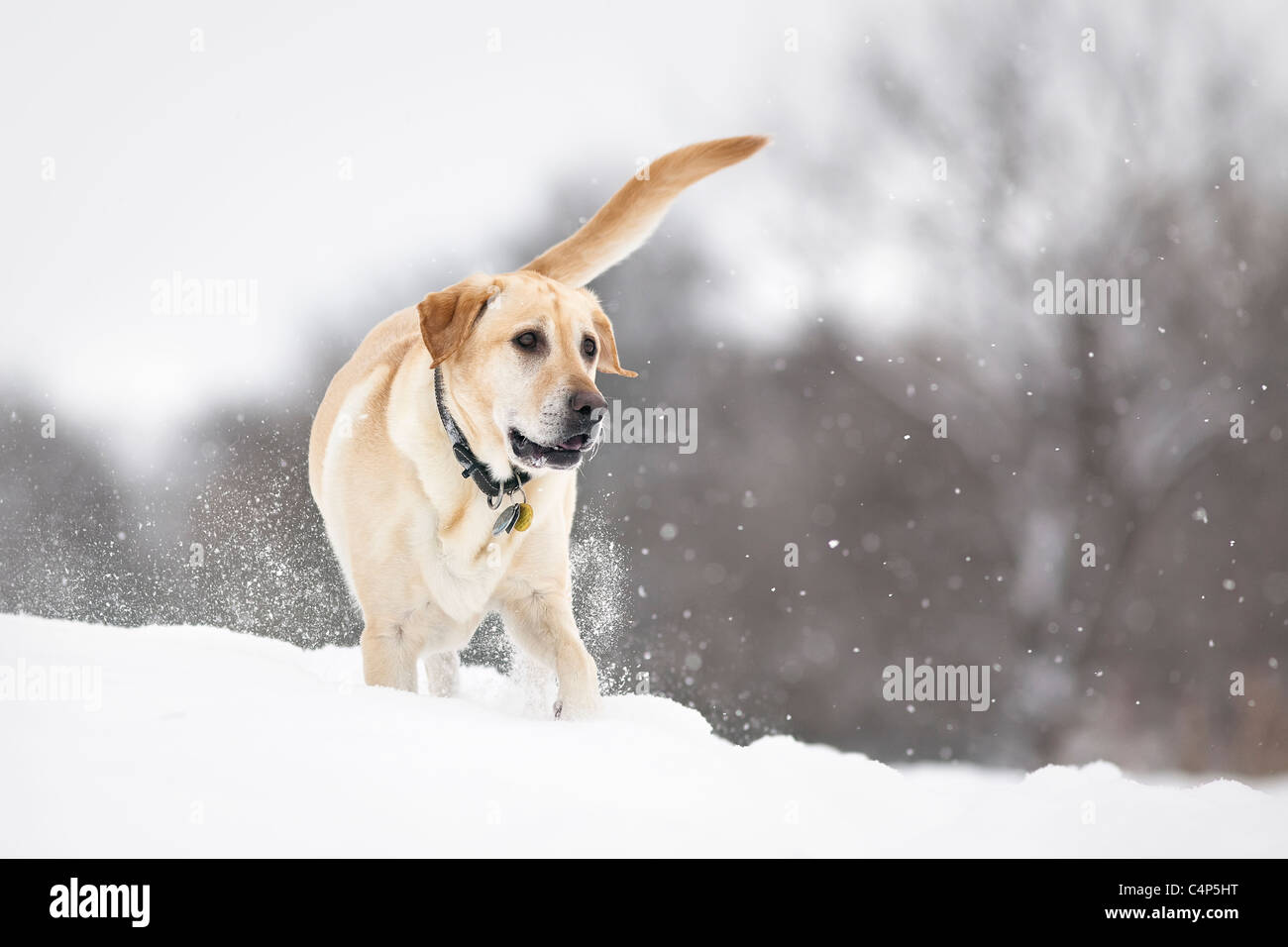 Gelber Labrador Retriever Hund spielen im Schnee, Winnipeg, Manitoba, Kanada Stockfoto