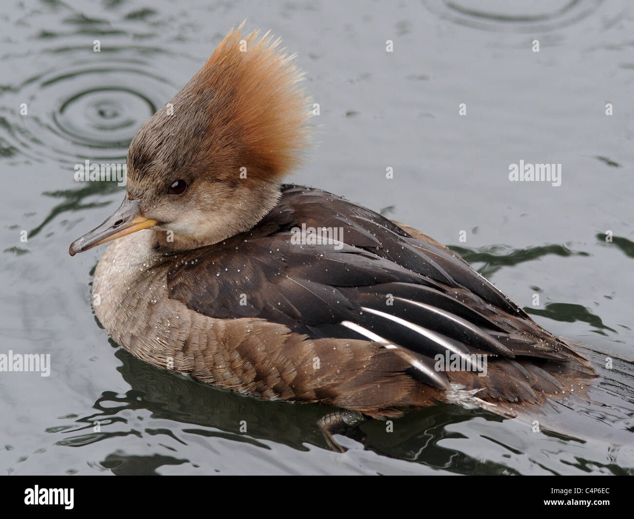 Eine seltsame ente -Fotos und -Bildmaterial in hoher Auflösung – Alamy