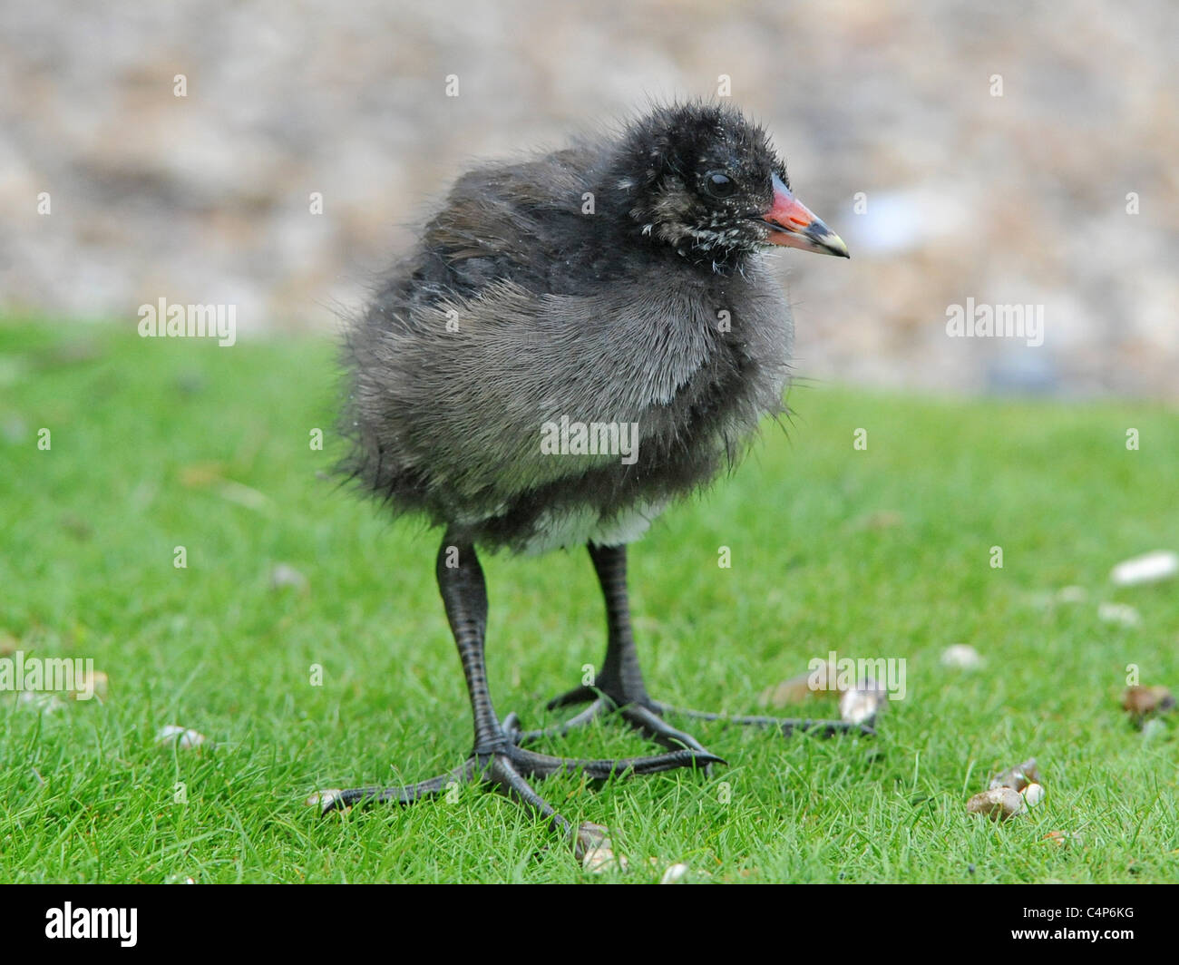 Eine junge Teichhuhn. Stockfoto