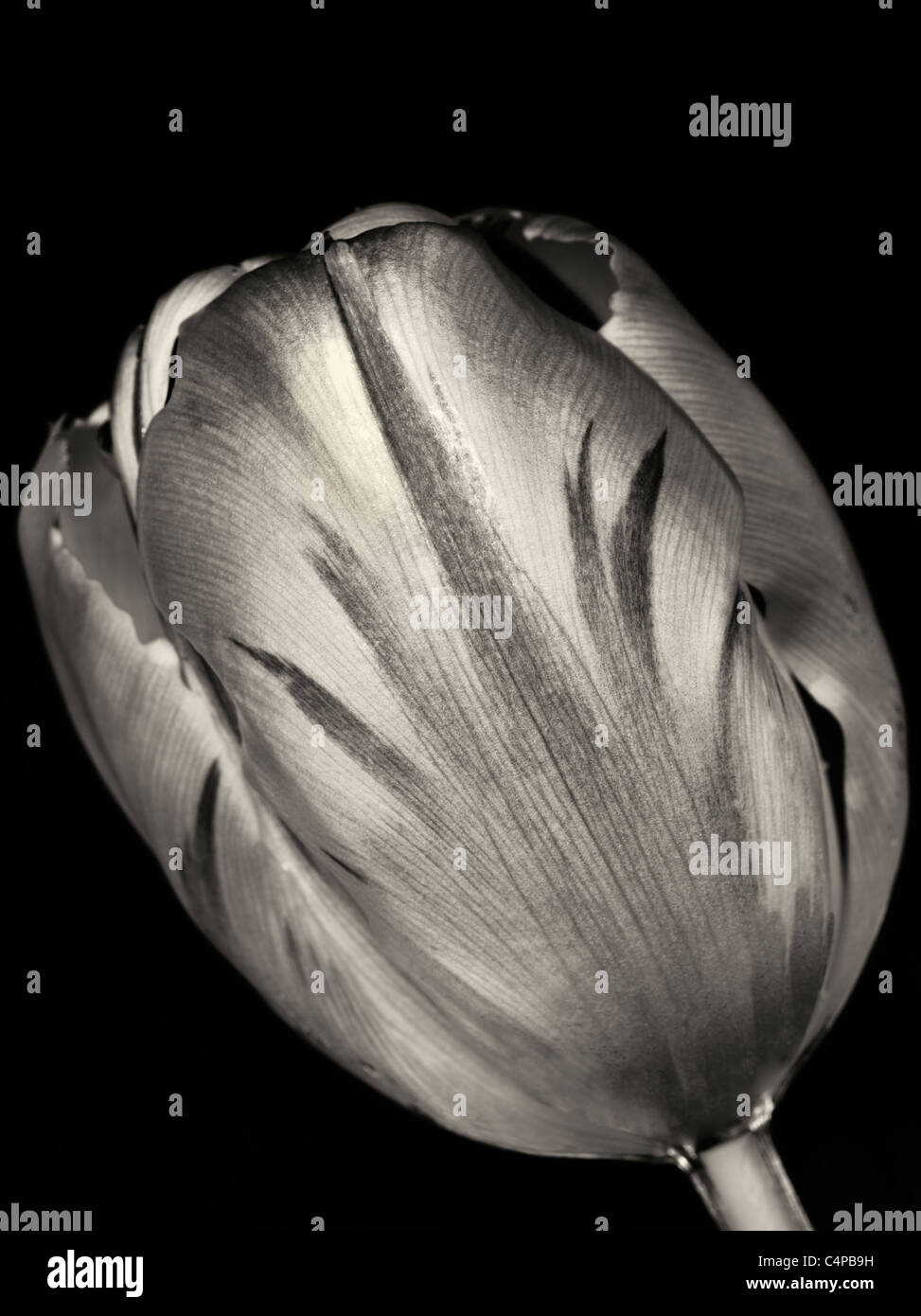 Tulpe, wie aus dem Wasser zu sehen. Stockfoto