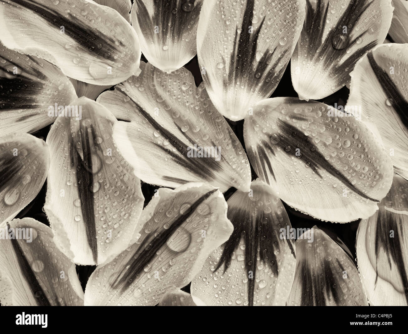 Nahaufnahme von Tulpe Blüte Blüten, die mit Wassertropfen. Stockfoto
