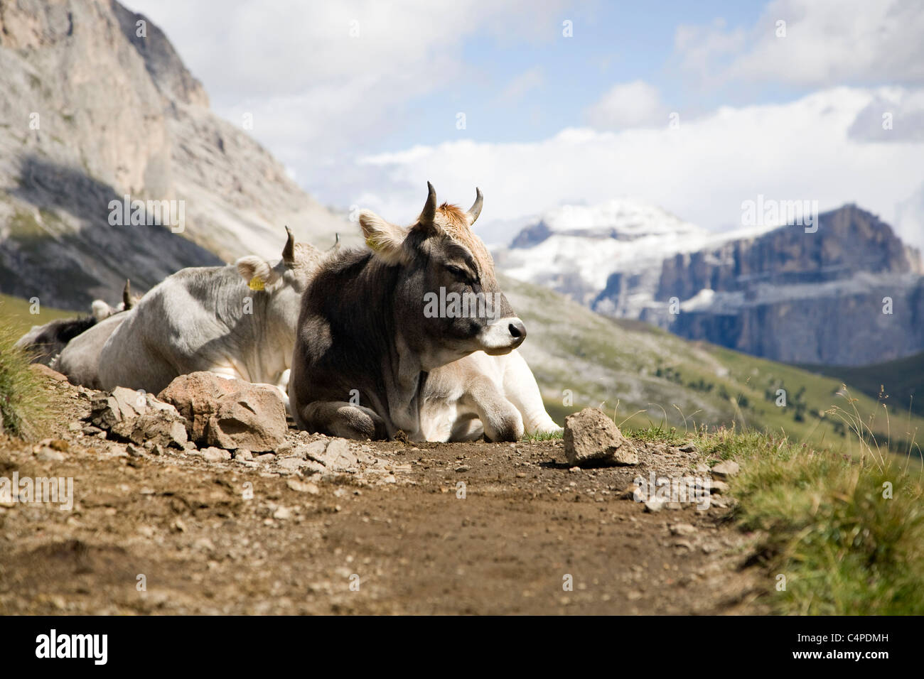 Drei Kühe liegen auf einem Pfad vor dem Plattkofels Berg, Dolomiten, Südtirol, Italien Stockfoto