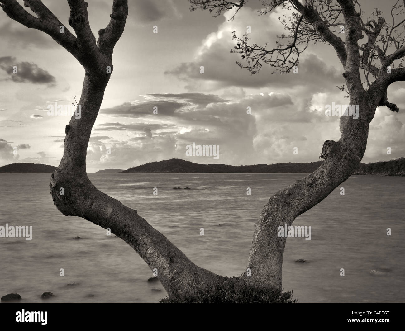 Verzweigte Baum mit Sonnenaufgang Wolken. St. John. Natives Jahrhundert Stockfoto