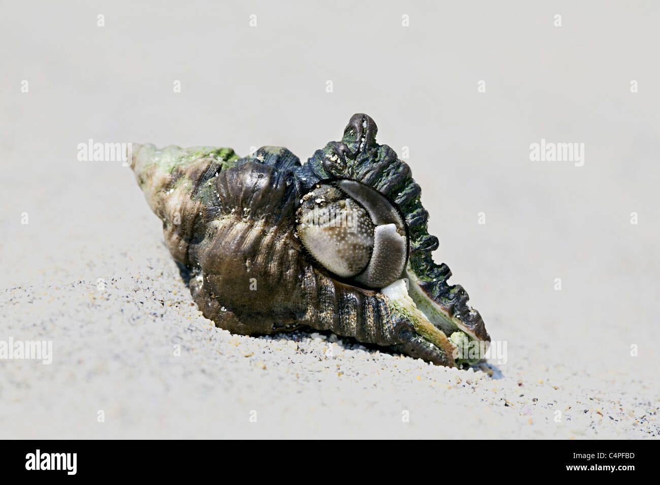 Einsiedlerkrebs in Havelock, Andaman Inseln. Stockfoto