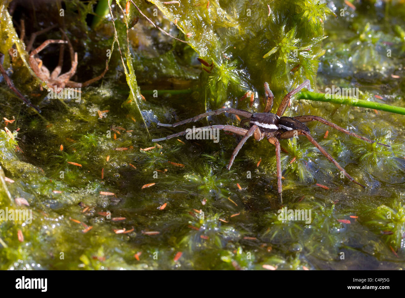 Männliche Floß Spinne (Dolomedes Fimbriatus) auf der Oberfläche der Heide Teich. Stockfoto