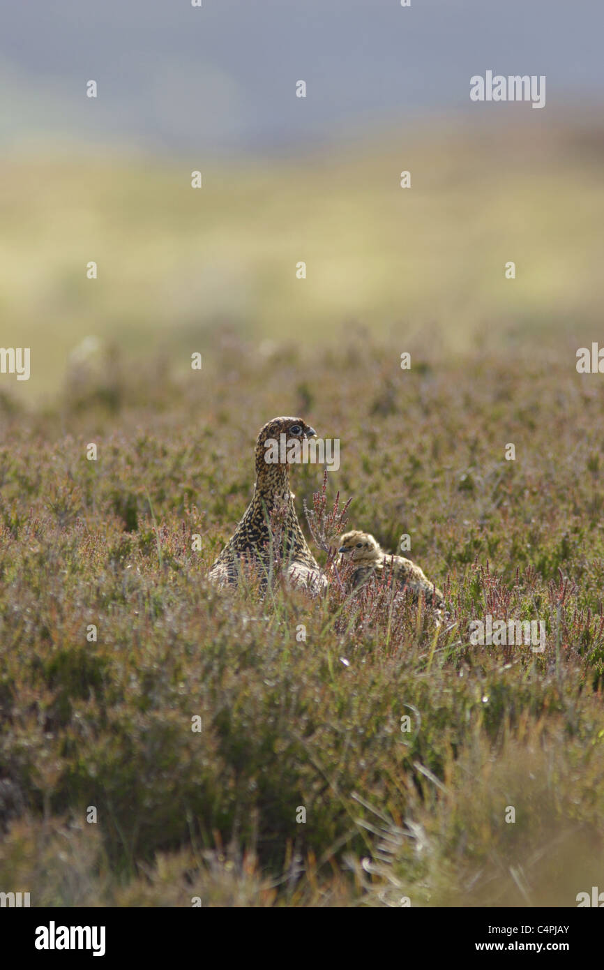 Moorschneehuhn (Lagopus lagopus scoticus) Weibliche mit Küken, in Heide, Moor, swaledale, Yorkshire Dales, England, Großbritannien Stockfoto