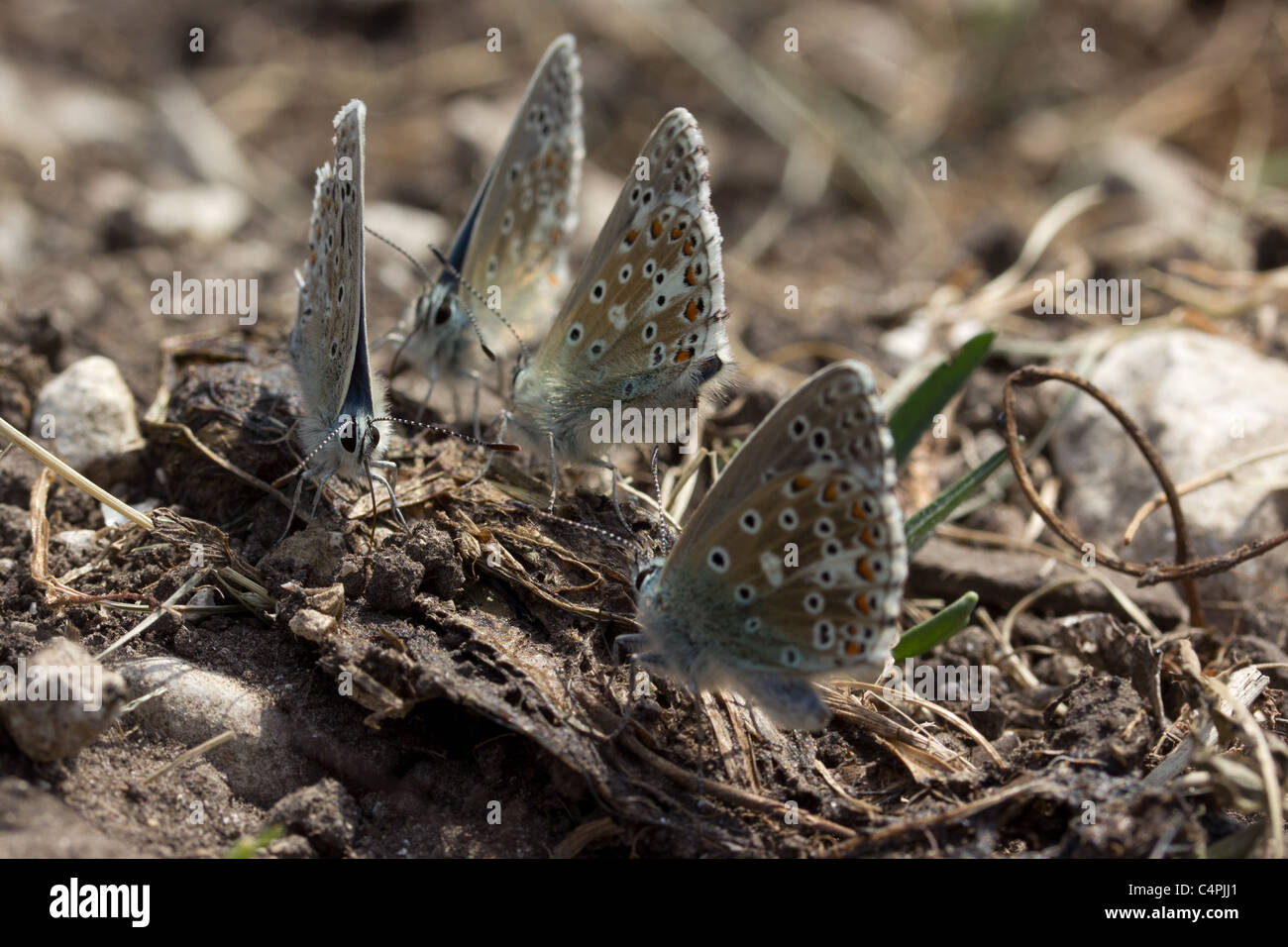 Männliche Adonis blaue Schmetterlinge (Lysandra Bellargus). Stockfoto