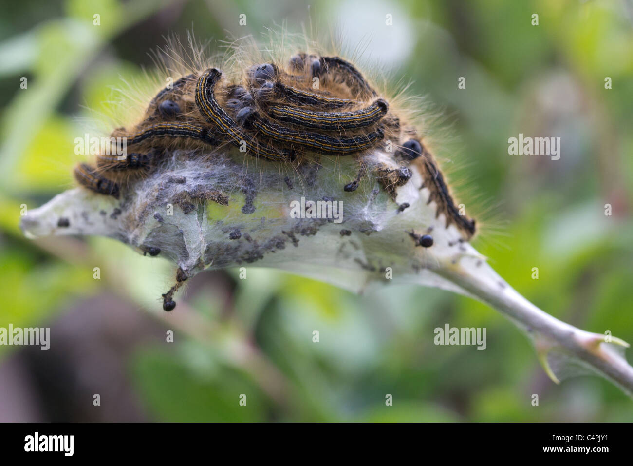 Raupen der Lakai Motte Fütterung gemeinschaftlich auf Seide Web. Stockfoto