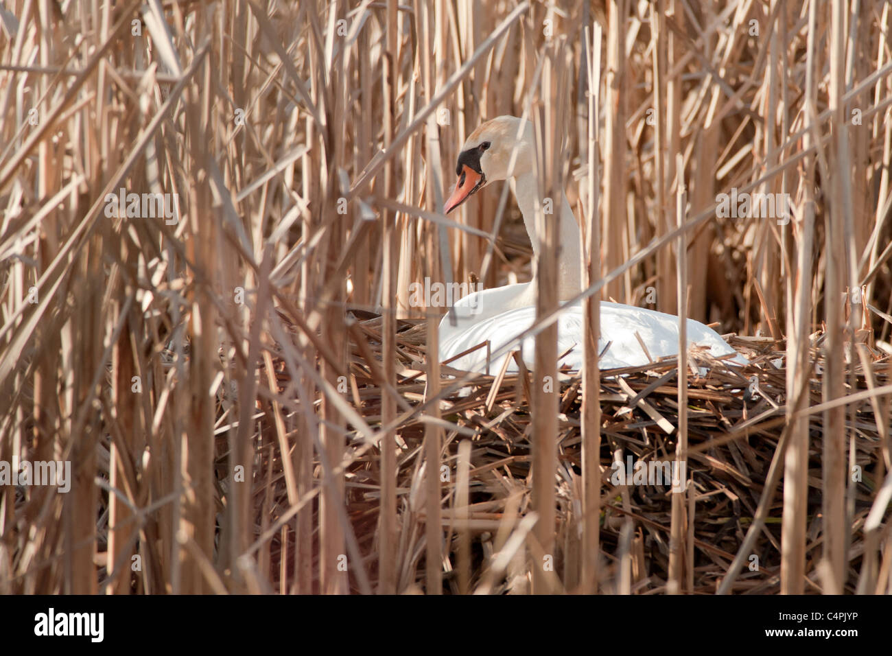 Höckerschwan sitzen auf Nest zwischen Schilf, Picton, Ontario, Kanada Stockfoto