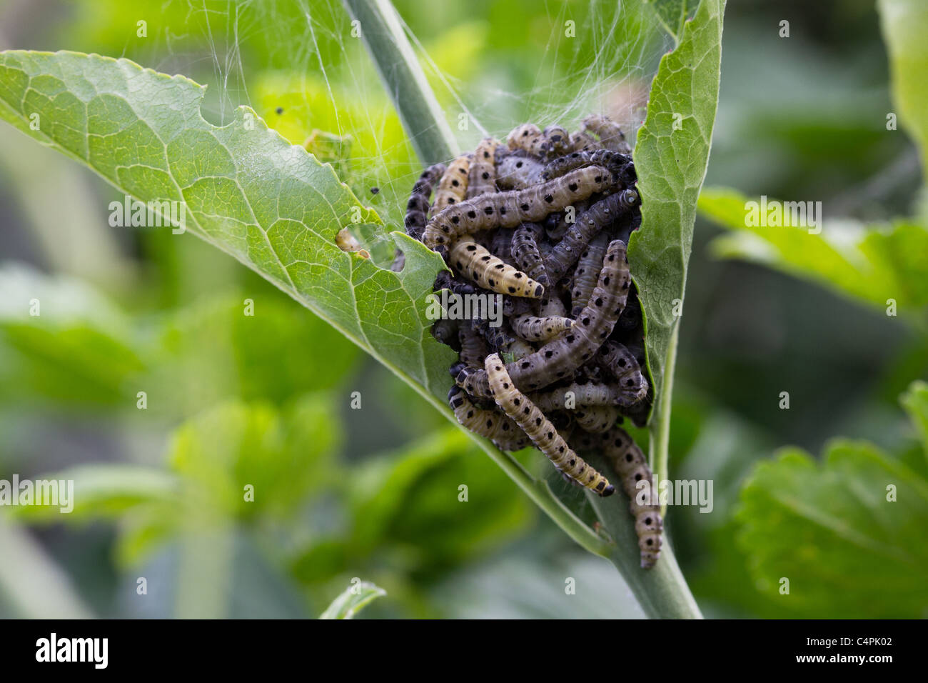 Larven der Spindel Hermelin Motte. Dorset, UK. Stockfoto