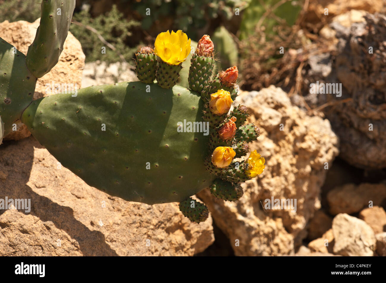 Kaktus in Blüte Stockfoto