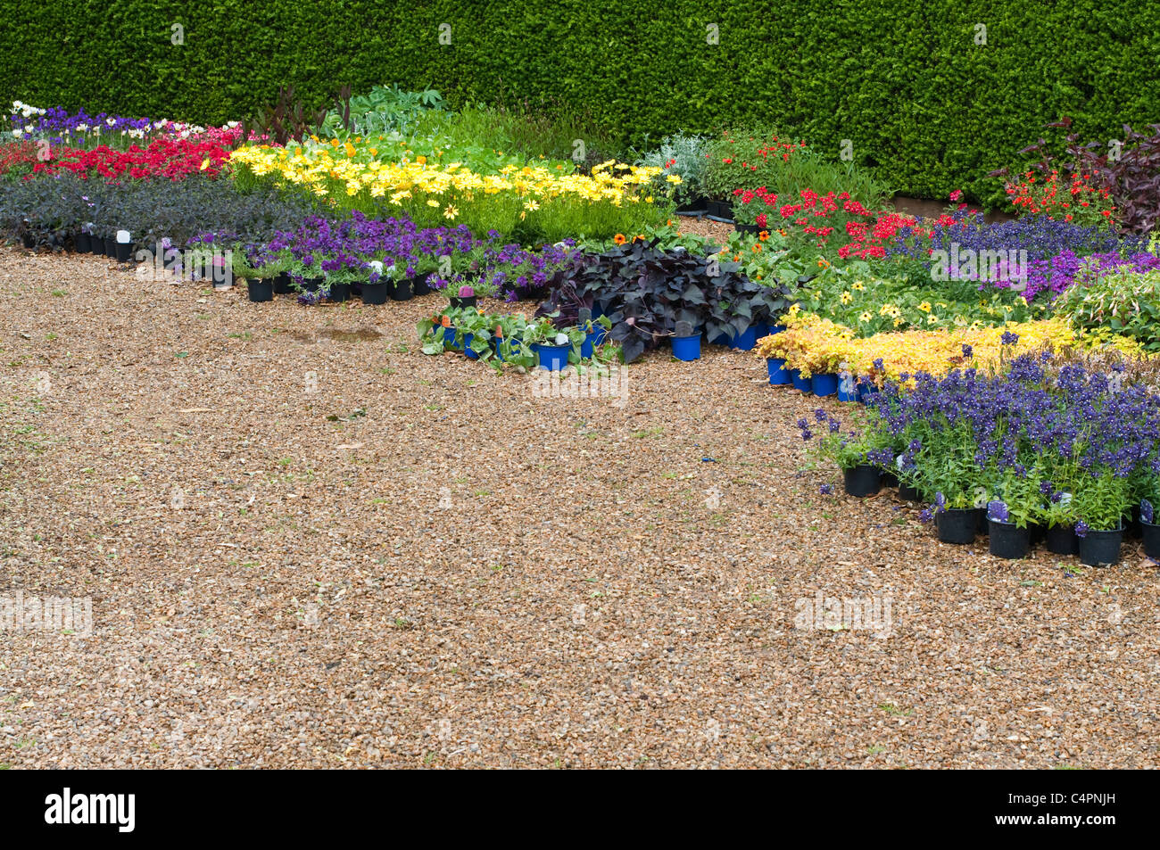Englische Blumenbeete im Garten, Norfolk, England. Stockfoto