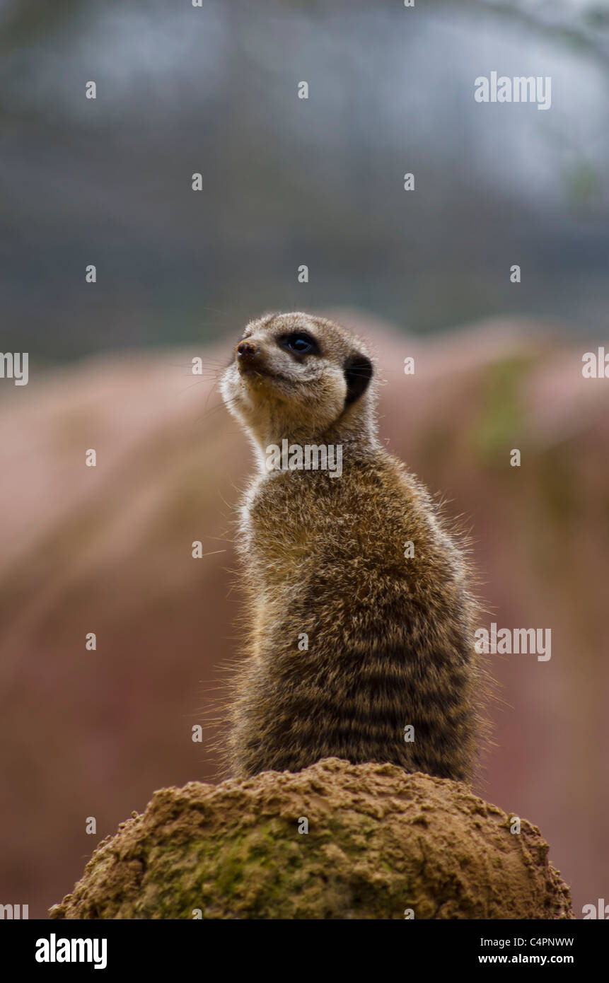 Erdmännchen auf einem Felsen der Zoo von Chester, Cheshire England Stockfoto