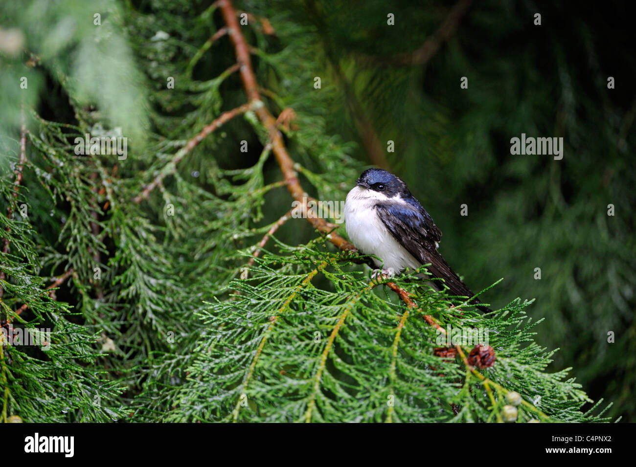 Gemeinsamen Mehlschwalbe (Delichon Urbica) Stockfoto