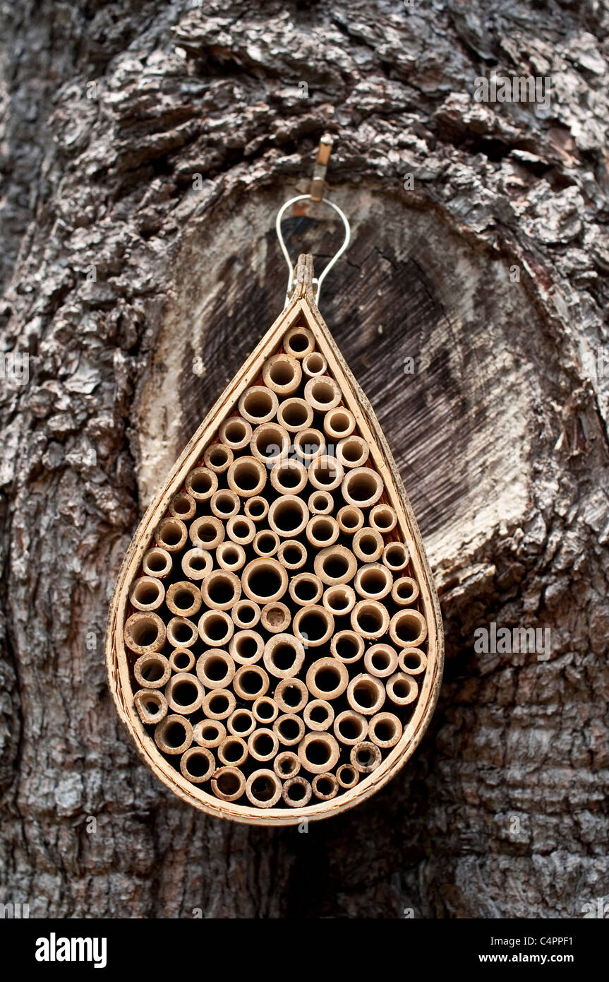 Eine Mauerbiene Haus hängt an einer Kiefer zieht weiblichen Mauerbienen zu kommen und ihre Eier. Stockfoto