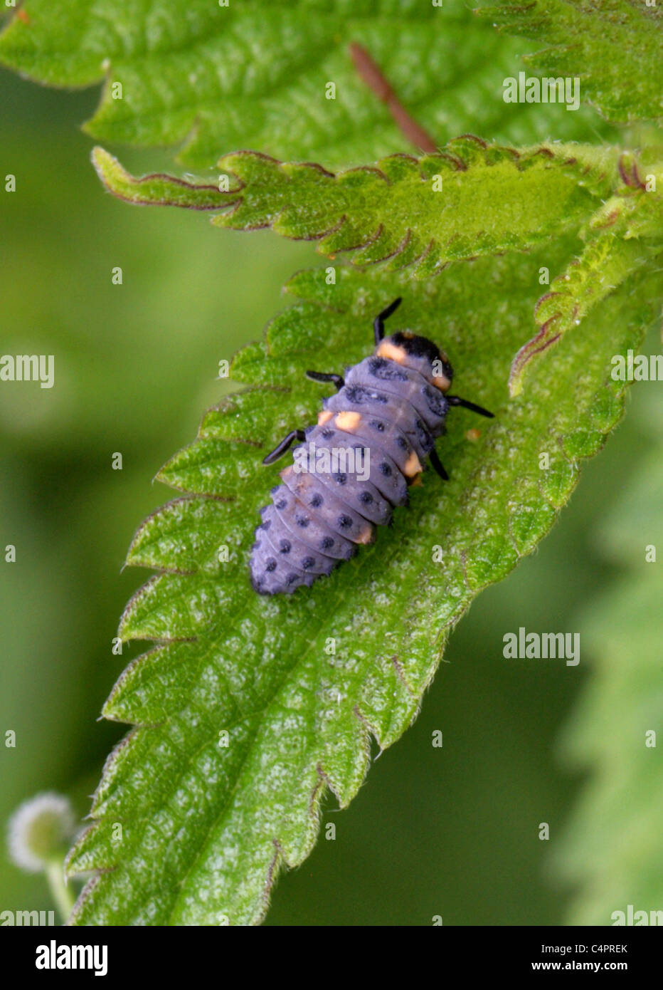 Seven-Spot Ladybird Käferlarve, Coccinella Septempunctata, Coccinellidae, Coleoptera Stockfoto