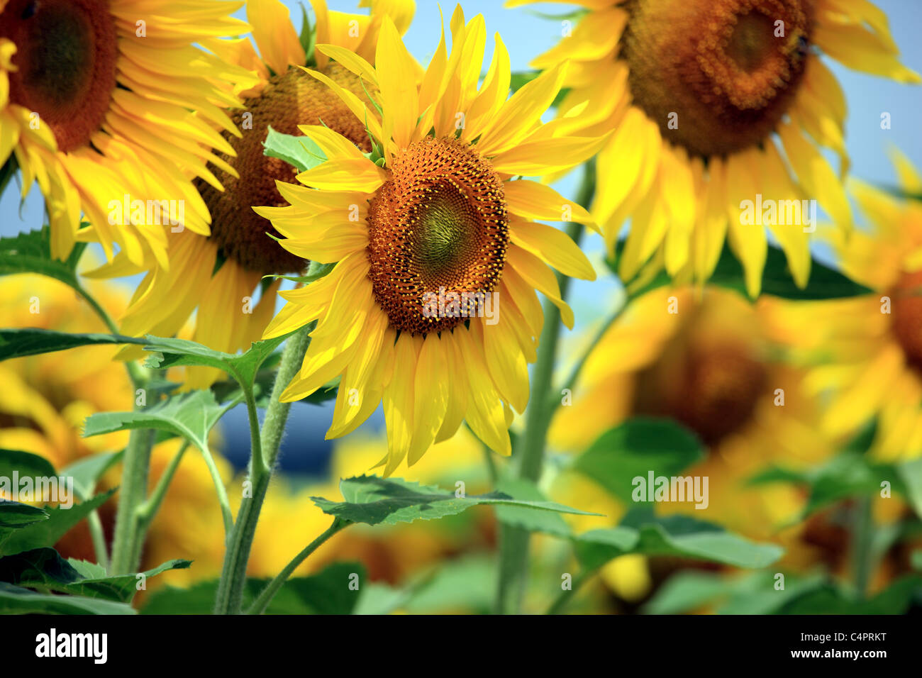 Sonnenblumen in einem Feld in Frankreich Stockfoto