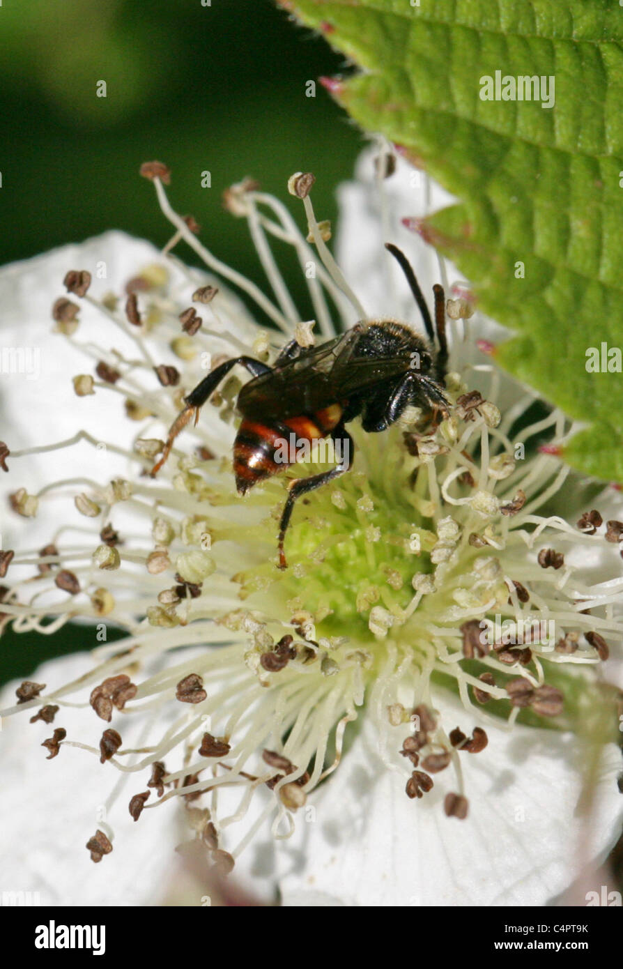 Fabricus' Nomad Bee oder Cuckoo Bee, Nomada Fabriciana Nomadinae, Apidae, Apoidea, Taillenwespen, Hymenoptera. Stockfoto