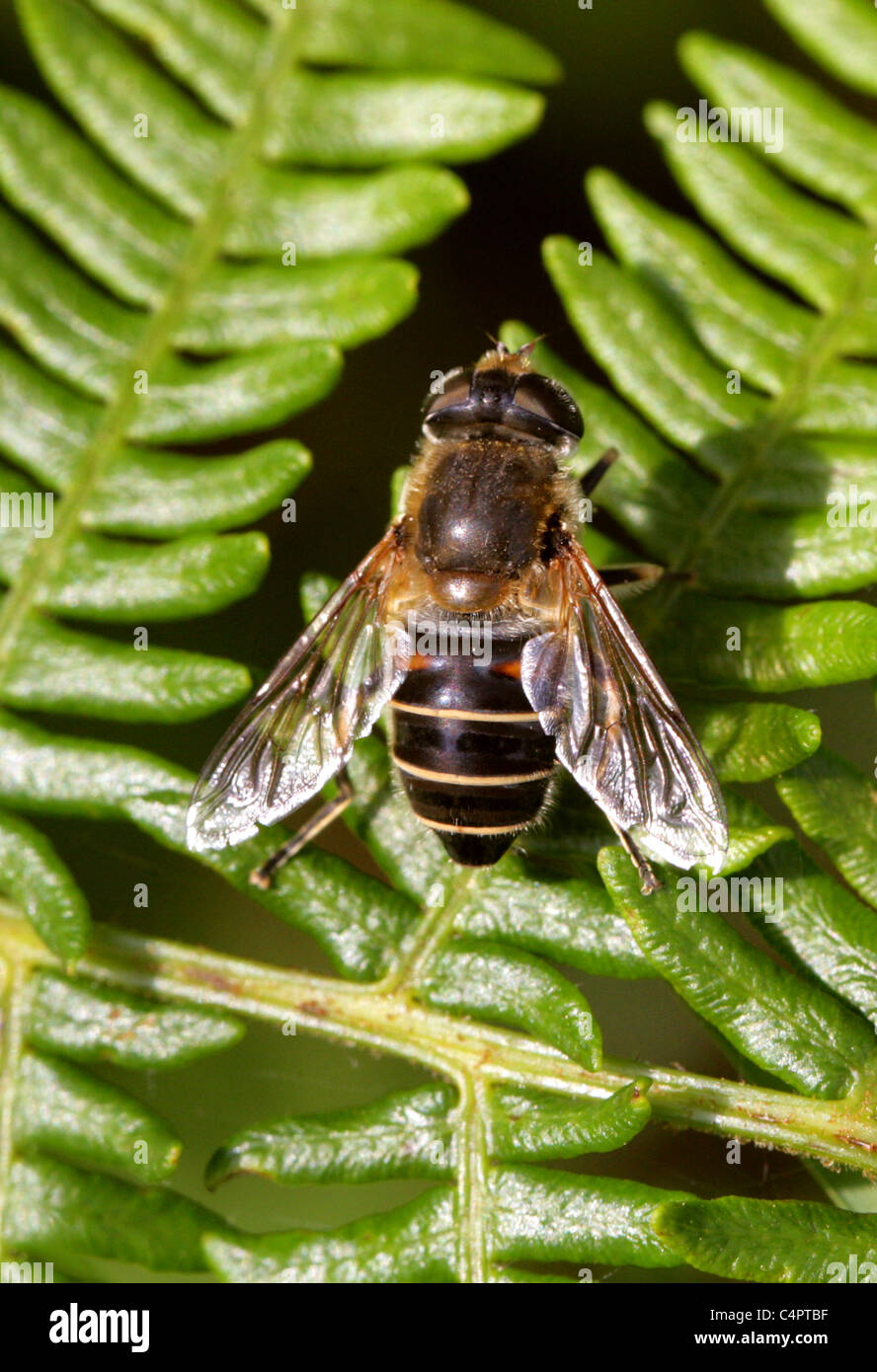 Hoverfly, Eristalis Arbustorum, Diptera. Weiblich, Honigbiene Mimik. Stockfoto