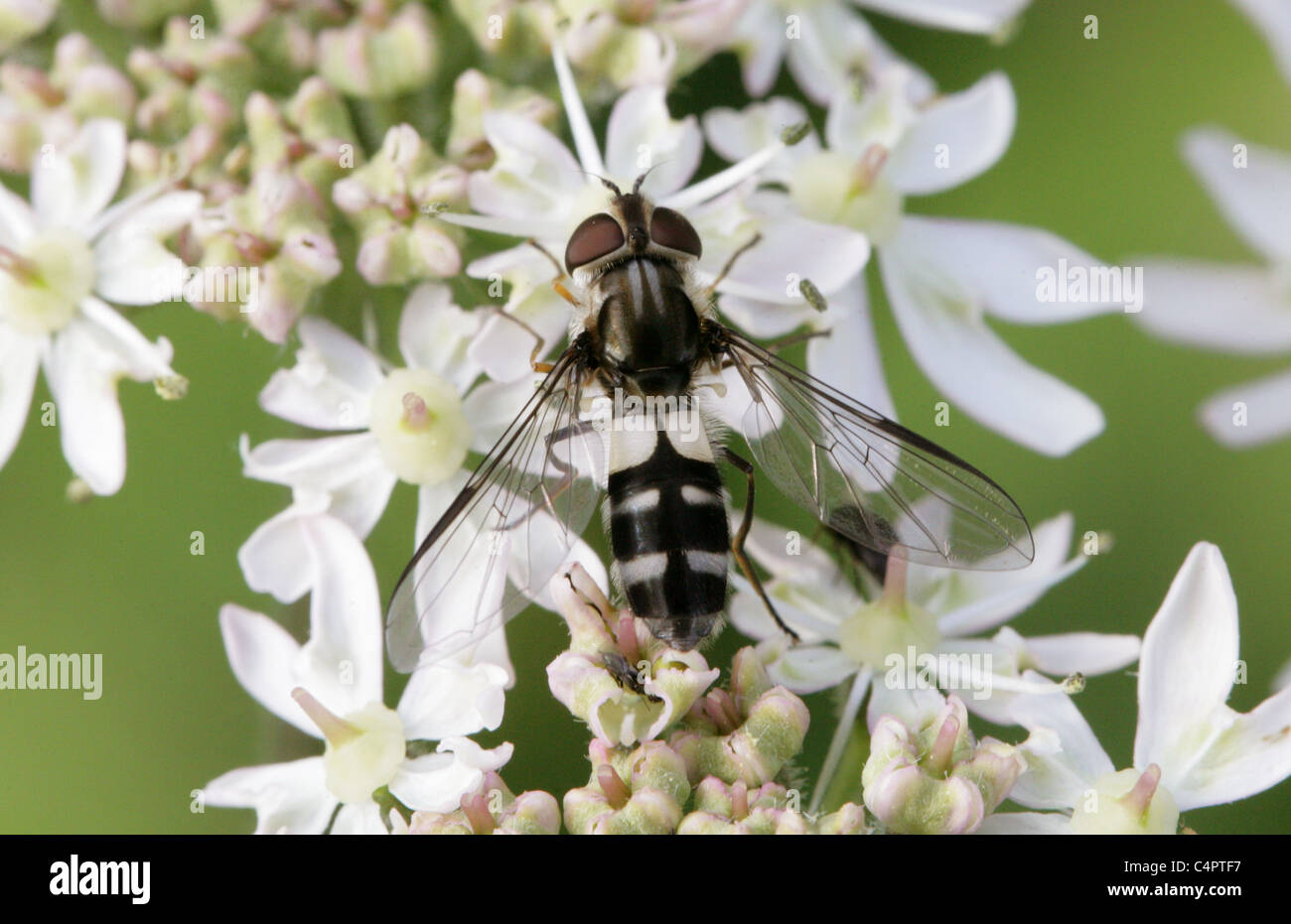 Hoverfly, Leucozona Laternaria, Syrphidae, Diptera. Weiblich. Stockfoto