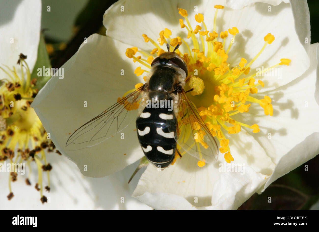 Hoverfly, Scaeva Pyrastri, Syrphidae, Diptera. Weiblich, Fütterung auf eine wilde Rose Blume. Stockfoto