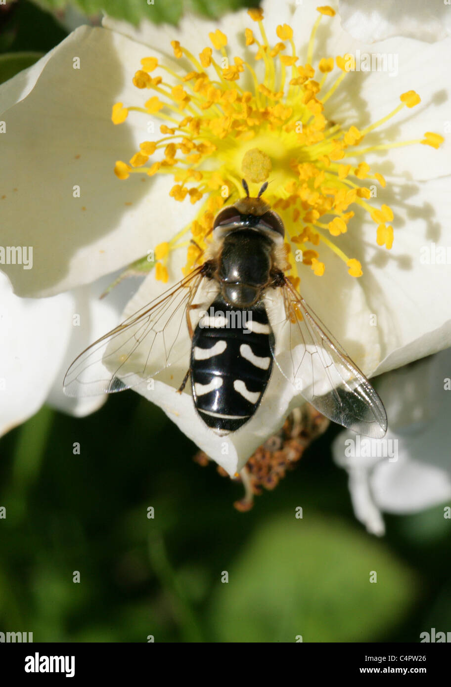 Hoverfly, Scaeva Pyrastri, Syrphidae, Diptera. Weiblich, Fütterung auf eine wilde Rose Blume. Stockfoto