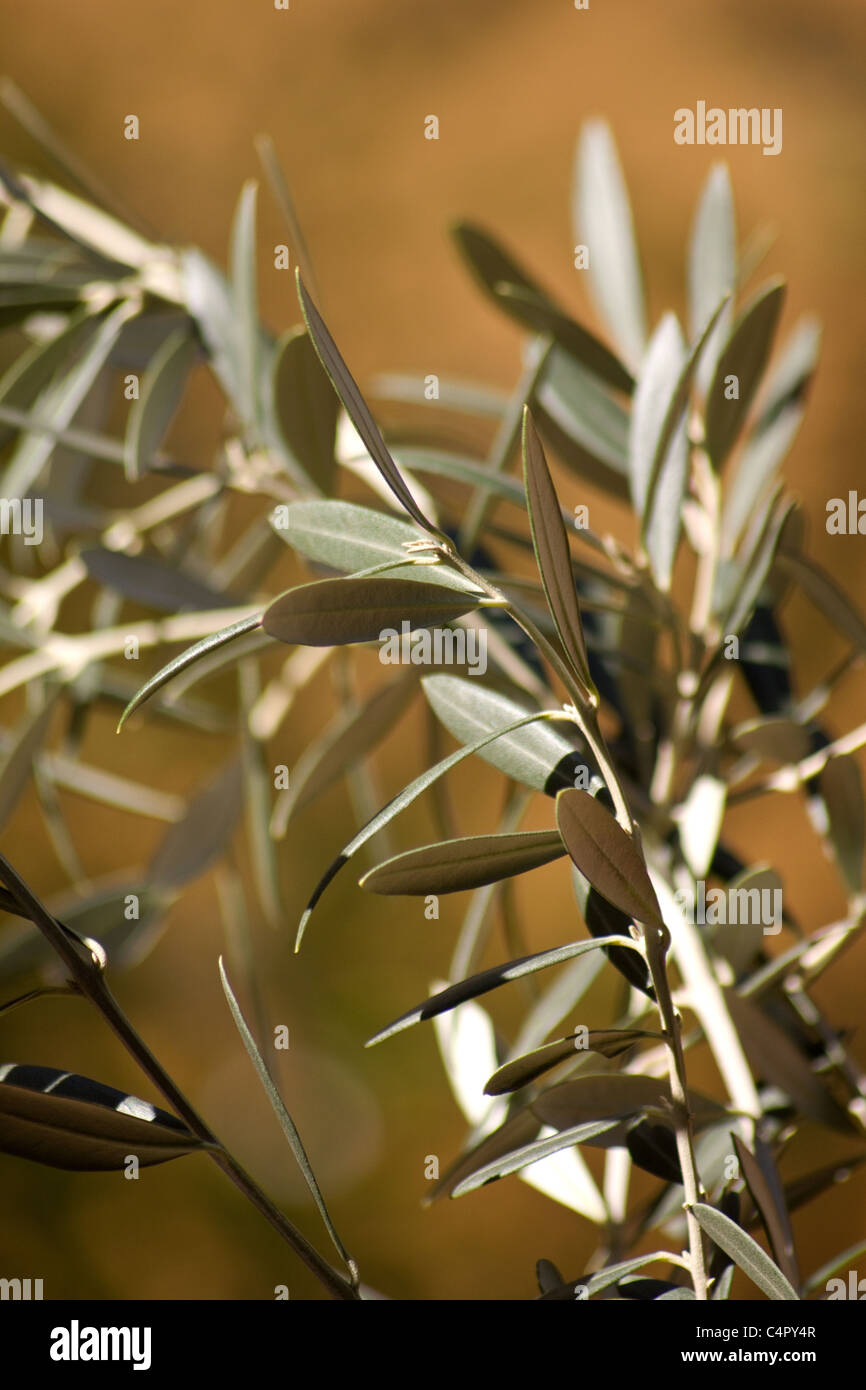 Nahaufnahme der Ölbaum (Olea Europaea) Niederlassung Stockfoto