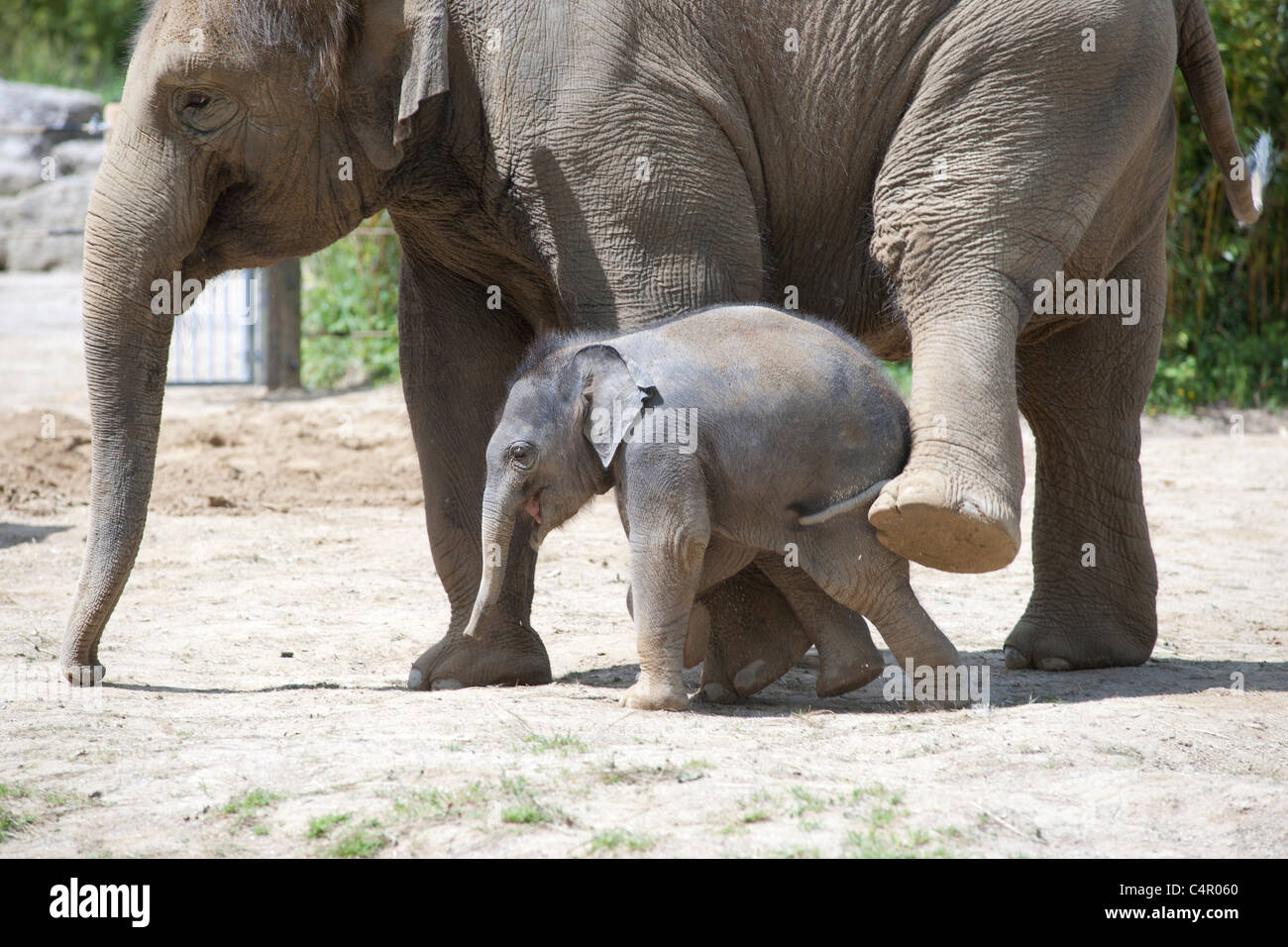 Drei Wochen alte männliche Elefant im Münchner Zoo, Tierpark Hellabrunn. Stockfoto