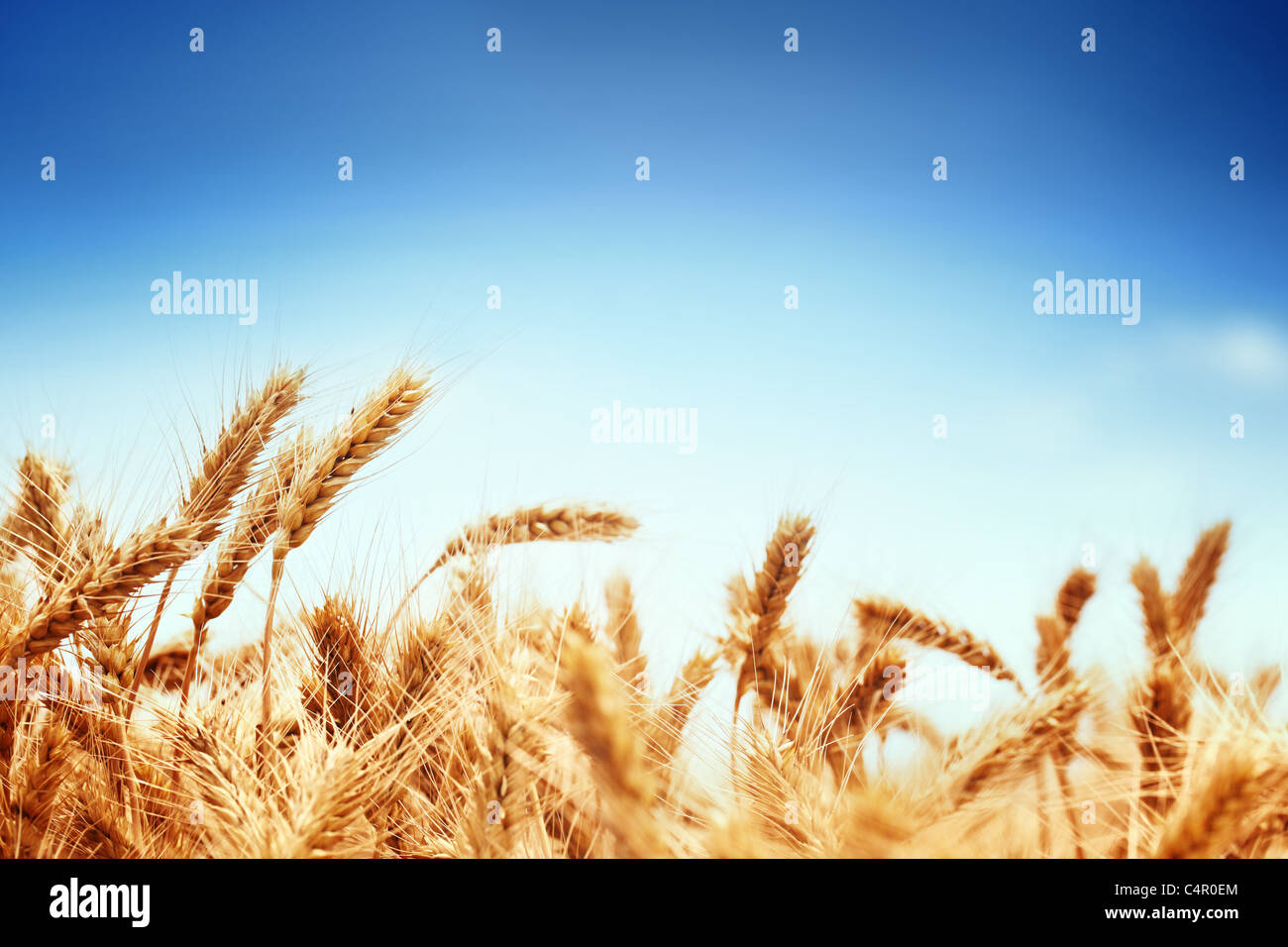 Weizenfeld vor blauem Himmel Stockfoto
