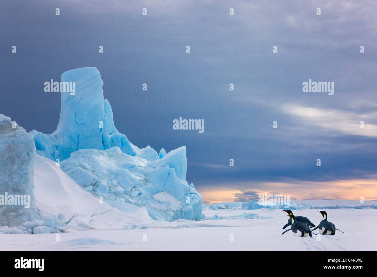 Pinguin Auf Eis Snow Hill Island Antarktis Stockfotografie Alamy