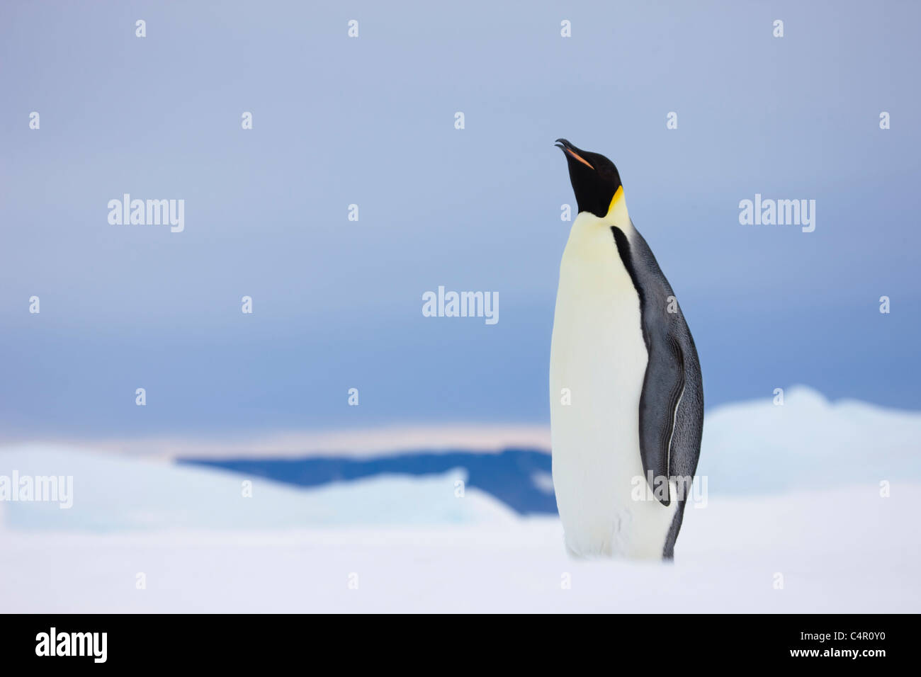 Kaiser-Pinguin auf Snow Hill Island, Antarktis Stockfoto
