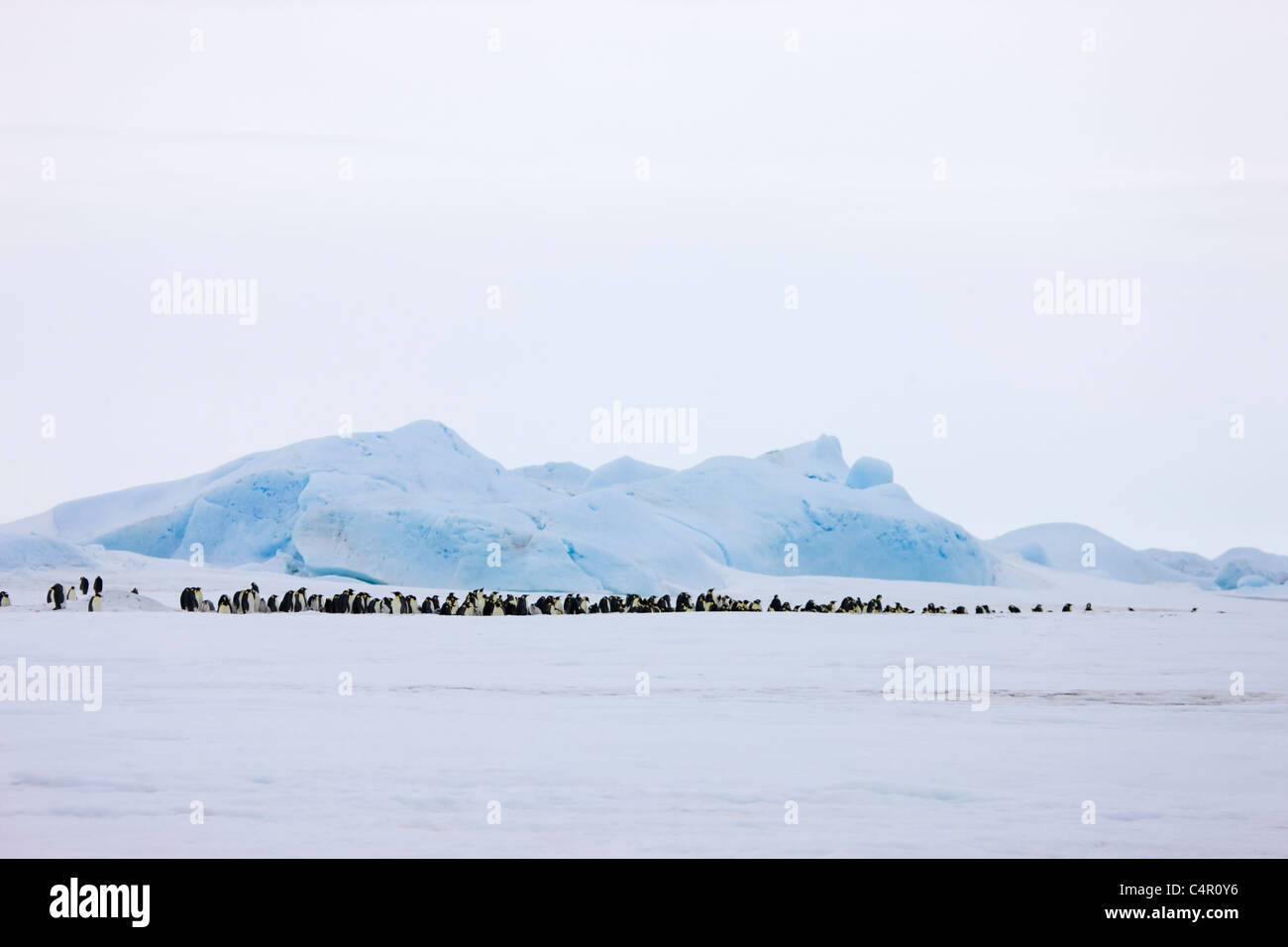 Emperor Penguin Rookery, Snow Hill Island, Antarktis Stockfoto