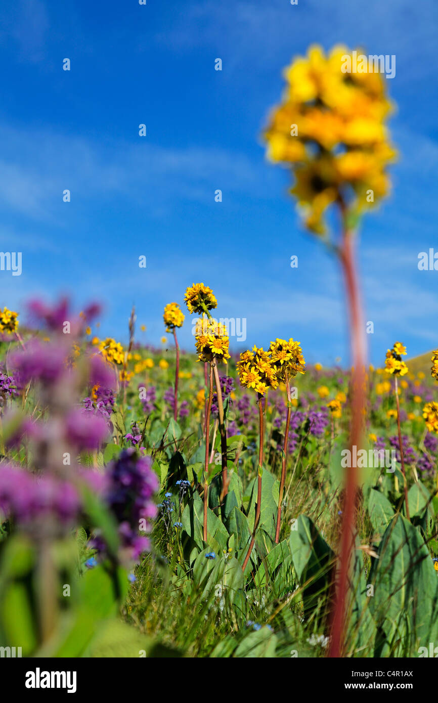 Kirgisistan - See Lied Kul - Sommerblumen neben Song Kul-See Stockfoto