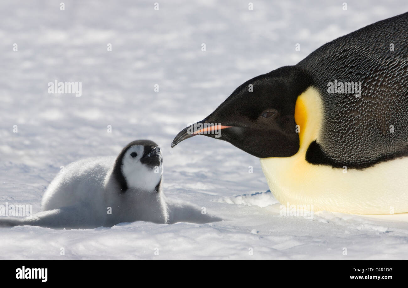 Kaiserpinguine Elternteil mit Küken auf Snow Hill Island, Antarktis Stockfoto