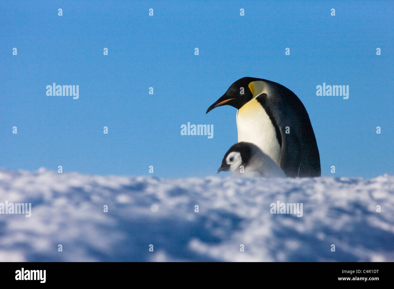 Kaiserpinguine Elternteil mit Küken auf Snow Hill Island, Antarktis Stockfoto